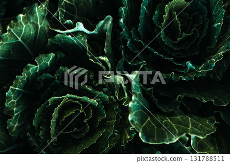 Close-up of ornamental cabbage leaves with deep green veins and layered textures used in cold-season floral design. Sustainable decor, cold-weather florals, ornamental foliage, seasonal styling Close-up of ornamental cabbage leaves with deep green veins and layered textures used in cold-season floral design. Sustainable decor, cold-weather florals, ornamental foliage, seasonal styling 131788511