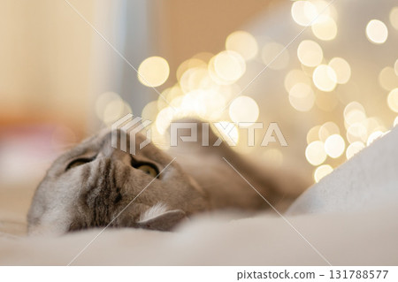 A cat laying on a bed with a blurry background. The cat is looking at the camera with its eyes wide open. 131788577