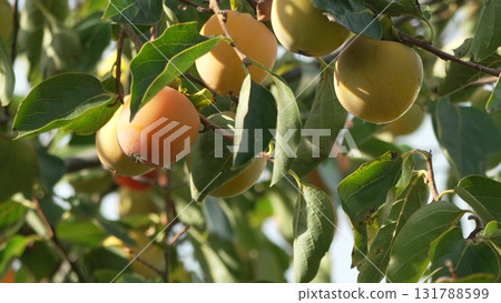 Persimmon Fruit Tree: Ripening orange-yellow fruits growing on branches with green leaves in daylight. 131788599