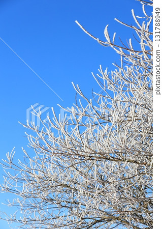 Morning at Kirigamine [Frost] 131788949