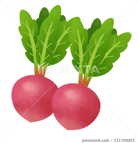 Illustration of two red turnips 131789001