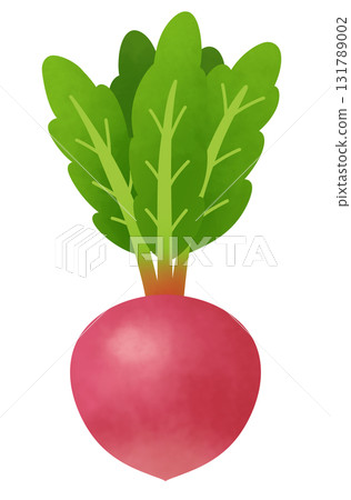 Illustration of red turnip 131789002