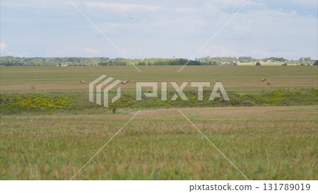 A beautiful and vibrant prairie landscape teeming with diverse wildlife and plants 131789019