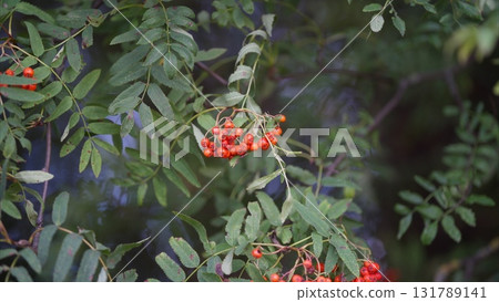 Vibrant and beautiful mountain ash Red Berries nestled on lush Green Leaves in their natural habitat 131789141
