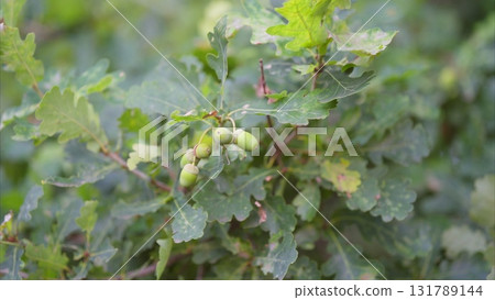 Green Acorns Nestled on a Leafy Branch Surrounded by an Abundance of Foliage and Nature 131789144