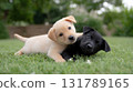 Two cute adorable Labrador puppy friends playing together. black and yellow dog lying on green grass outdoors. puppies show strong bond of friendship and innocence 131789165