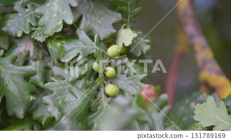 Newly Emerging Green oak Fruits are Blossoming on a Lush Leafy Branch in Natures Landscape Newly Emerging Green oak Fruits are Blossoming on a Lush Leafy Branch in Natures Landscape 131789169
