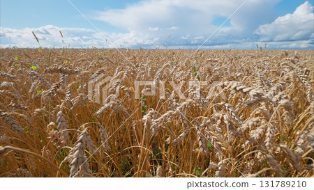 A Beautiful Golden Wheat Field is Set Against a Bright and Expansive Sky Above, Truly Magnificent A Beautiful Golden Wheat Field is Set Against a Bright and Expansive Sky Above, Truly Magnificent 131789210