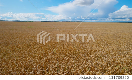 A Stunningly Beautiful Expansive Wheat Field Stretches Out Beneath A Dramatic Cloudy Sky Above It A Stunningly Beautiful Expansive Wheat Field Stretches Out Beneath A Dramatic Cloudy Sky Above It 131789230