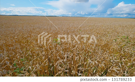 A Golden Wheat Field Spreading Under a Beautiful Blue Sky with Fluffy White Clouds 131789233
