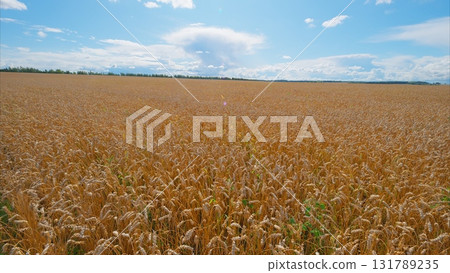 A Vast Golden Agricultural Field Sprawled Under a Bright Blue Sky Filled with Fluffy Clouds 131789235