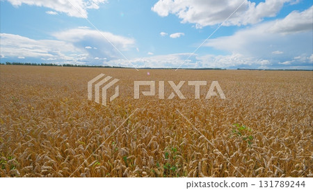 Expansive Golden Fields Stretching Out Beneath a Bright and Clear Blue Sky Shining Above Expansive Golden Fields Stretching Out Beneath a Bright and Clear Blue Sky Shining Above 131789244