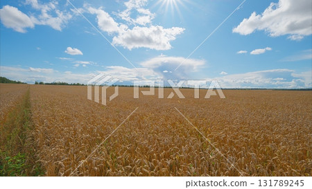 A Colorful and Vibrant Wheat Field Spreading Under a Clear Blue Sky and Fluffy White Clouds A Colorful and Vibrant Wheat Field Spreading Under a Clear Blue Sky and Fluffy White Clouds 131789245