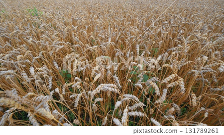 A Golden Wheat Field Under a Bright and Clear Blue Sky Filled with Vibrant Sunshine 131789261
