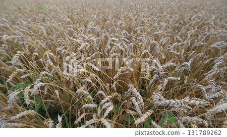 A Vast Golden Wheat Field Bathed in Soft, Gentle Light, Perfectly Capturing Natures Beauty 131789262