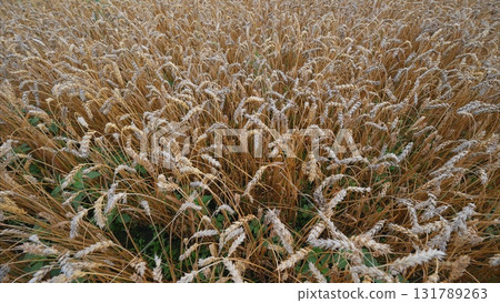 A Beautiful Golden Field of Lush Grassy Textures Bathed in the Warm Light of Dusk 131789263