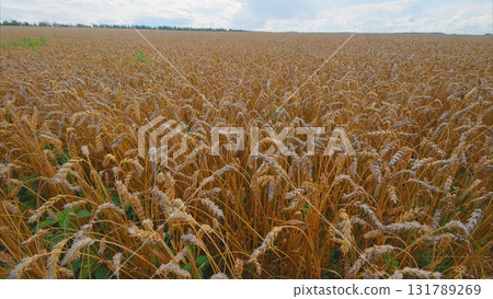 A Golden Wheat Field under a Cloudy Sky, evoking tranquility and natures richness 131789269