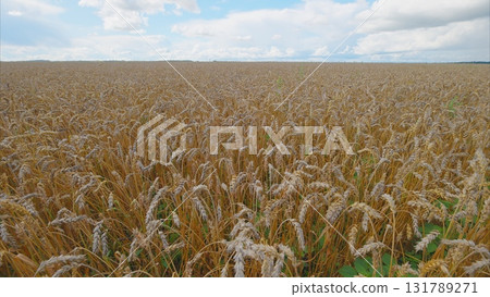 A Vast Expanse of Golden Wheat Fields that Stretch Out Under the Beautiful Clear Blue Sky Above 131789271