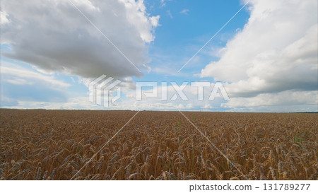 A Serene Wheat Field Sprawling Beautifully Under a Bright Blue Sky Filled with Fluffy Clouds A Serene Wheat Field Sprawling Beautifully Under a Bright Blue Sky Filled with Fluffy Clouds 131789277