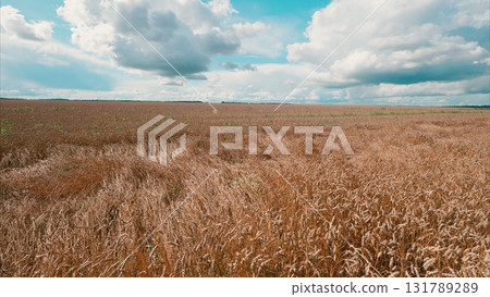 Vast and Expansive Wheat Field Spreading Under a Beautiful Blue Sky with Fluffy White Clouds 131789289