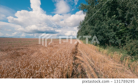 A Beautiful and Expansive Landscape featuring a Wheat Field Under a Vibrant Blue Sky A Beautiful and Expansive Landscape featuring a Wheat Field Under a Vibrant Blue Sky 131789295