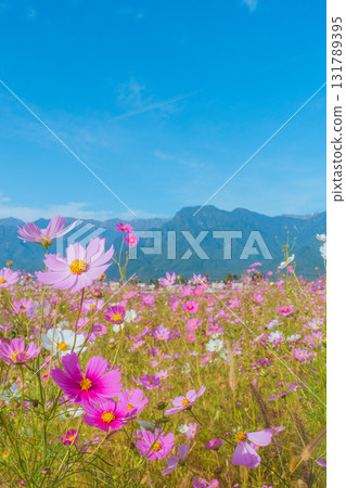 大波斯菊和有明山[北安曇郡池田町] 131789395