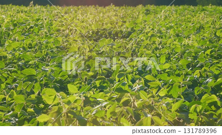 A Beautiful, Lush, Green Soybean Field Bathed Under the Beautiful, Bright, Warm Sunlight A Beautiful, Lush, Green Soybean Field Bathed Under the Beautiful, Bright, Warm Sunlight 131789396