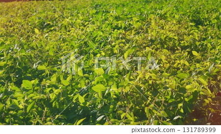 Lush green Soybean fields filled with vibrant vegetation thriving under the bright sunlight are stunning Lush green Soybean fields filled with vibrant vegetation thriving under the bright sunlight are stunning 131789399