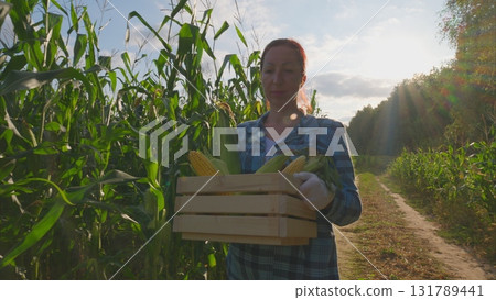 A dedicated woman harvesting corn on a scenic farm landscape during summer hours A dedicated woman harvesting corn on a scenic farm landscape during summer hours 131789441