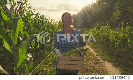 A woman is diligently harvesting corn in a sunny field, enjoying the vibrant nature around her A woman is diligently harvesting corn in a sunny field, enjoying the vibrant nature around her 131789443