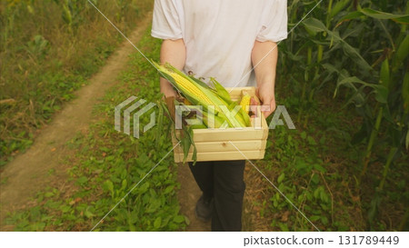 Harvesting Fresh Corn from the Eloquent Field of Production and Agriculture Efforts 131789449