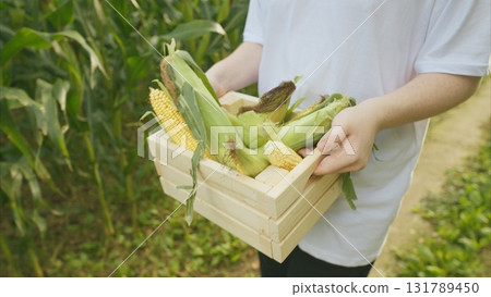 The Process of Harvesting Fresh Corn in a Beautiful Green Field Filled with Sunshine 131789450