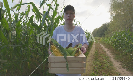 Harvesting Fresh Corn on a Beautiful, Sunny Day in the Field with Family and Community Harvesting Fresh Corn on a Beautiful, Sunny Day in the Field with Family and Community 131789480