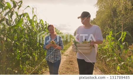 Harvesting Fresh Produce Amidst the Sunlit Cornfield in a Picturesque Countryside Landscape 131789485