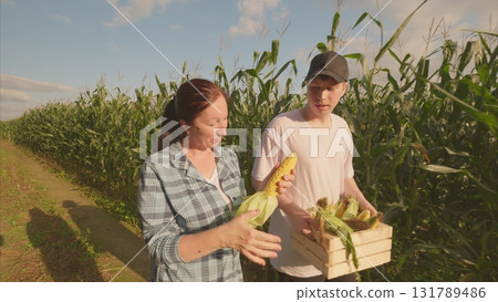 Harvesting Fresh, Delicious Corn in a Beautiful Sunlit Field Full of Natural Wonder 131789486