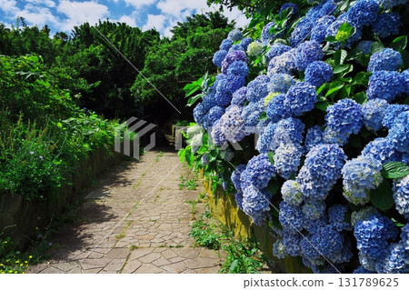 Cape Tappi in summer: Hydrangeas in full bloom along the steps of National Route 339 Cape Tappi in summer: Hydrangeas in full bloom along the steps of National Route 339 131789625