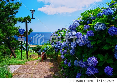 Cape Tappi in summer: Hydrangeas in full bloom along the steps of National Route 339 Cape Tappi in summer: Hydrangeas in full bloom along the steps of National Route 339 131789626