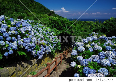 Cape Tappi in summer: Hydrangeas in full bloom along the steps of National Route 339 Cape Tappi in summer: Hydrangeas in full bloom along the steps of National Route 339 131789627