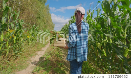 The Process of Harvesting Corn in a Vibrantly Sunny Field During the Summer Season 131789662
