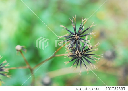 Coensengangsa的種類 131789865