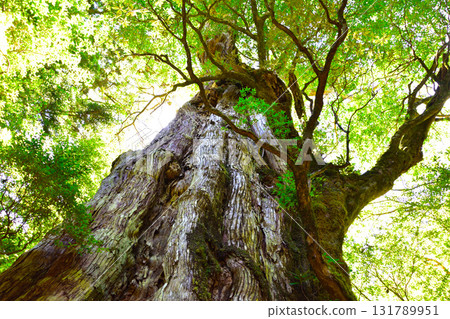 Yakushima Kimotosugi 131789951