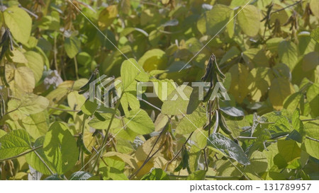 The Beautiful and Vibrant Green Foliage of soybeans Plants with Distinctive Seed Pods Present 131789957