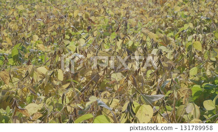 The Vibrant and Beautiful Autumn Soybean Field is Now Completely Ready for Its Harvest 131789958