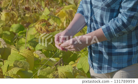 Harvesting Edible soybeans Plants Within Vibrant and Lush Greenery Environments in Nature 131789959