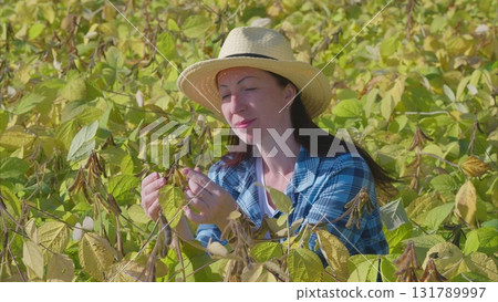 Exploring the Diverse and Vibrant soybeans Plant Life in Natures Lush Greenery and Landscapes Exploring the Diverse and Vibrant soybeans Plant Life in Natures Lush Greenery and Landscapes 131789997