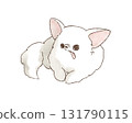 Chihuahua with tongue out 131790115