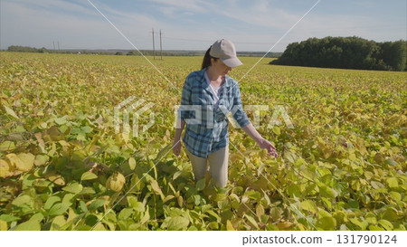 Harvesting in the soybeans A Beautiful Seasonal Adventure Celebrating Nature and Its Bounty Harvesting in the soybeans A Beautiful Seasonal Adventure Celebrating Nature and Its Bounty 131790124