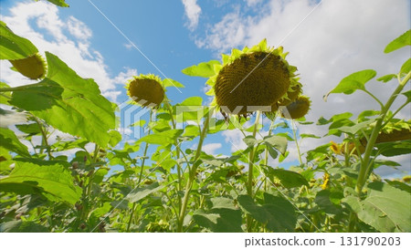 A Beautiful and Vibrant Field of Sunflowers Thriving Beautifully Under a Clear Blue Sky A Beautiful and Vibrant Field of Sunflowers Thriving Beautifully Under a Clear Blue Sky 131790203