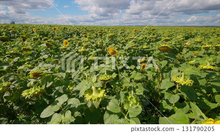 A Stunningly Vibrant Sunflower Field Set Against the Bright Blue Skies Above the Horizon 131790205