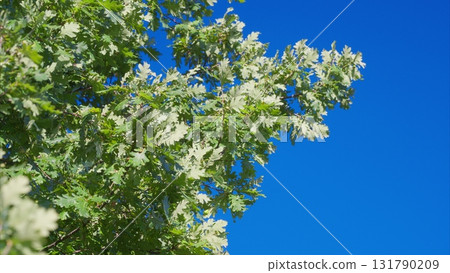 Vibrant Green Leaves Dancing Gracefully Against a Clear Blue Sky on a Beautiful Day 131790209